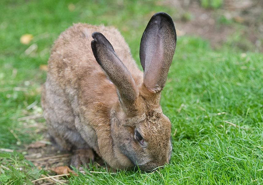 Rabbit eating grass