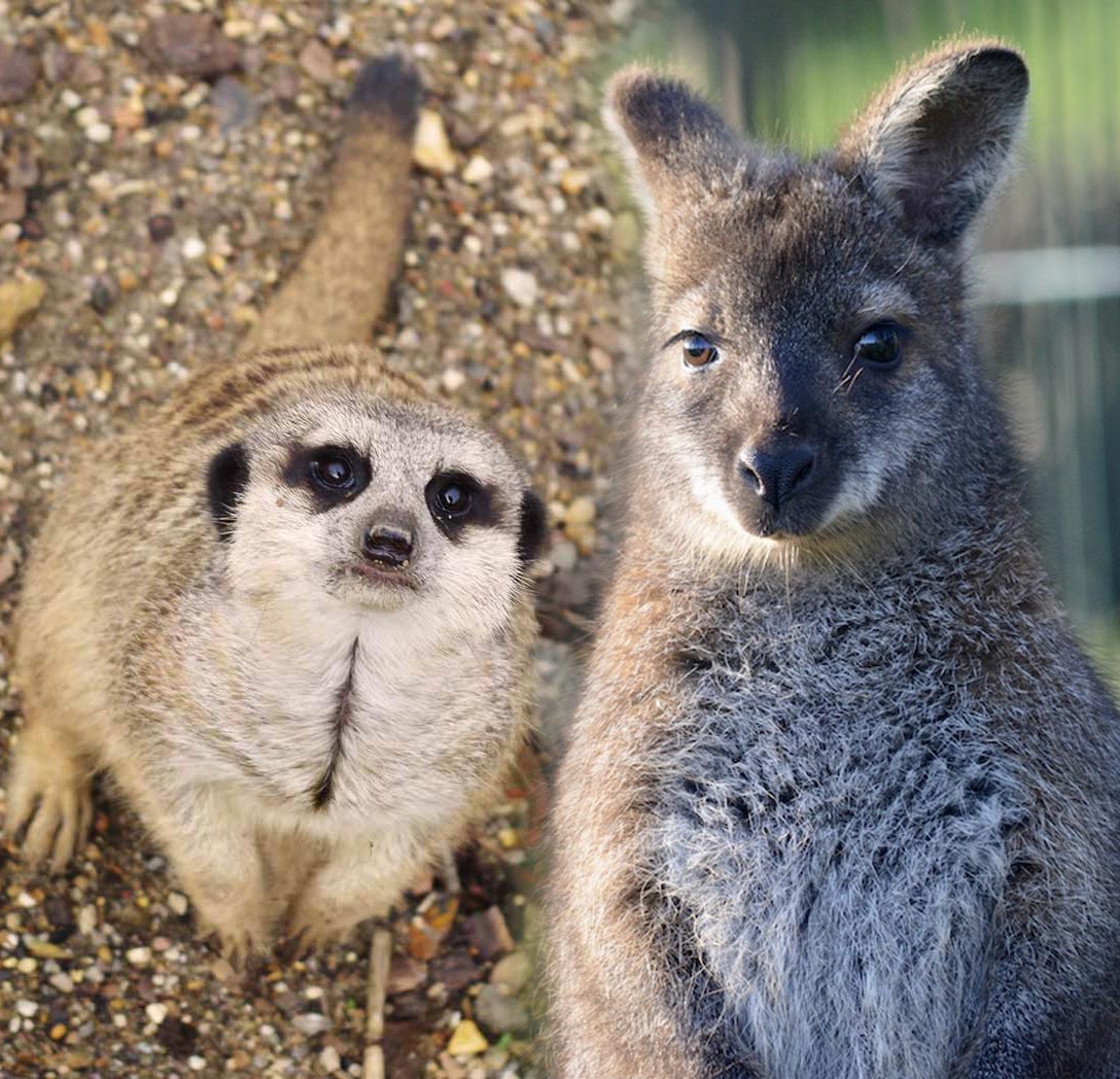 Meerkat & Wallaby