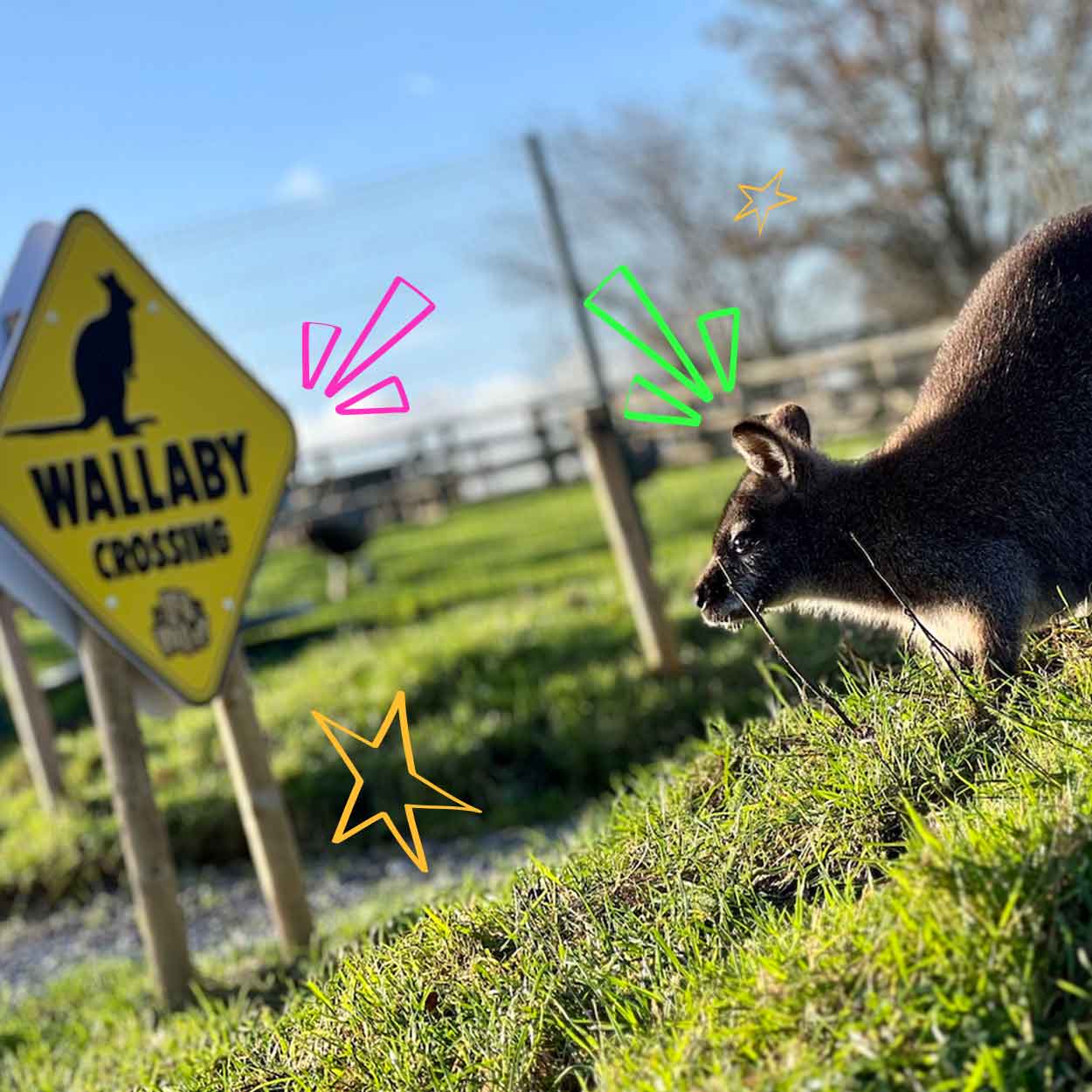 Get up Close to our Wallabies